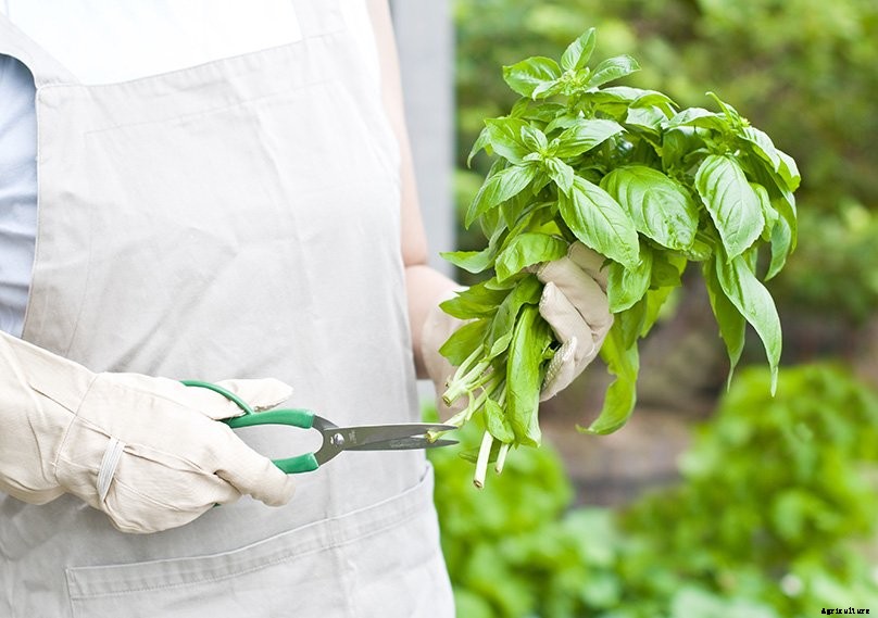 How to Plant & Grow Basil Indoors or Outdoors: Complete Guide