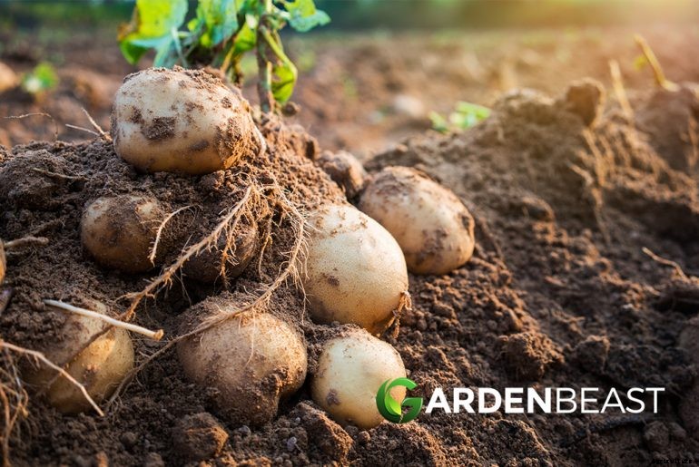 How to Plant & Grow Potatoes: Complete Guide