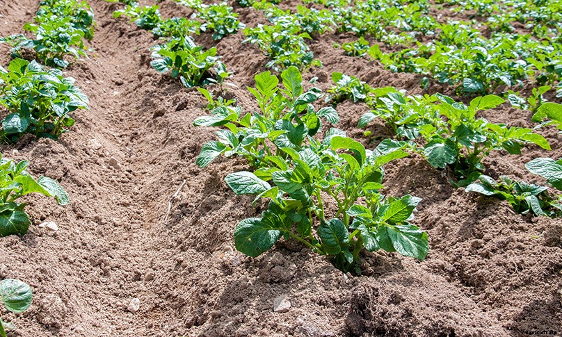 How to Plant & Grow Potatoes: Complete Guide