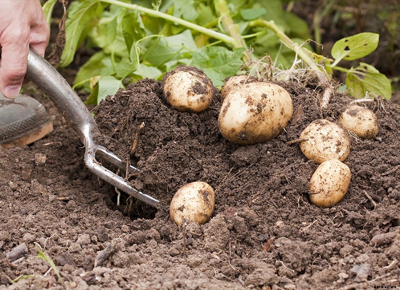 How to Plant & Grow Potatoes: Complete Guide