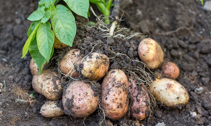 How to Plant & Grow Potatoes: Complete Guide