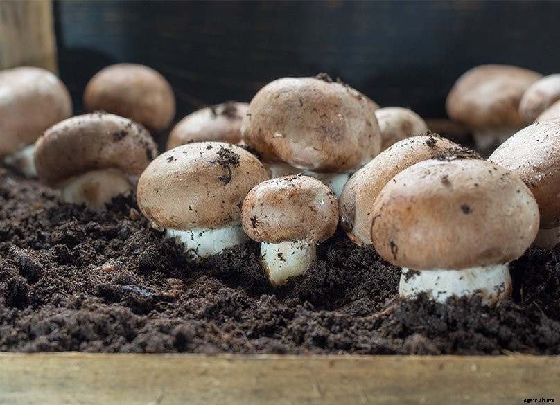 How to Plant & Grow Mushrooms: Complete Guide