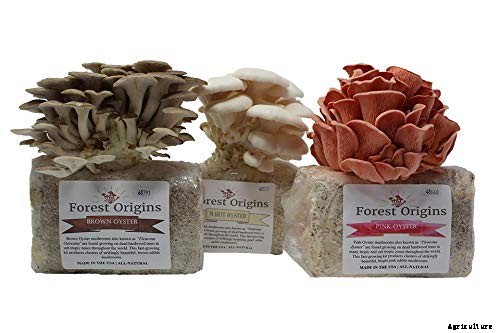How to Plant & Grow Mushrooms: Complete Guide
