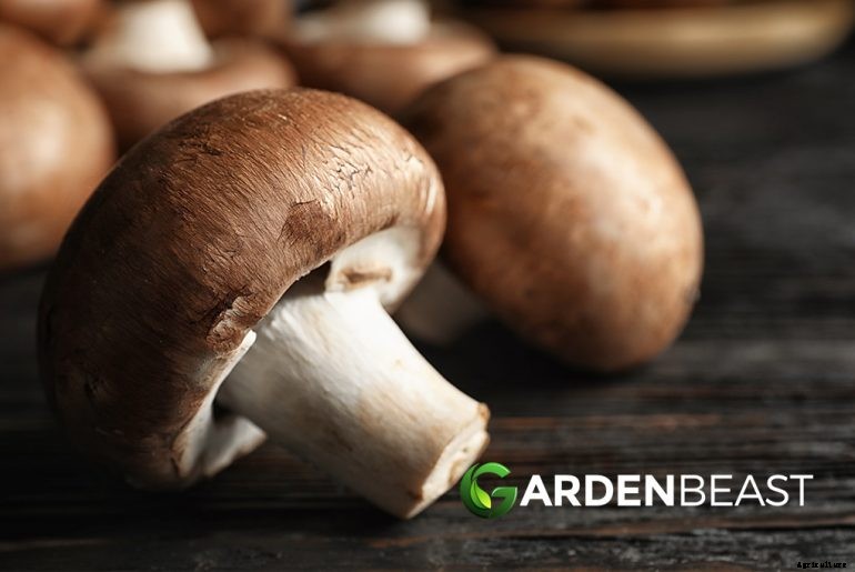 How to Plant & Grow Mushrooms: Complete Guide