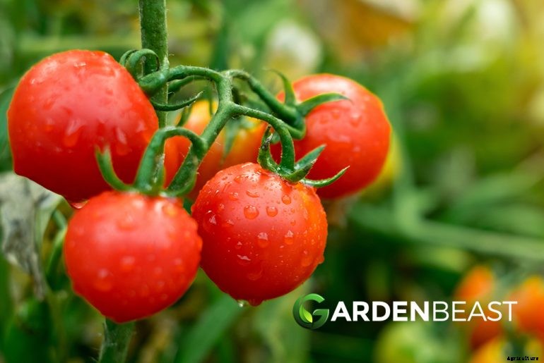 How to Plant & Grow Tomatoes: Complete Guide