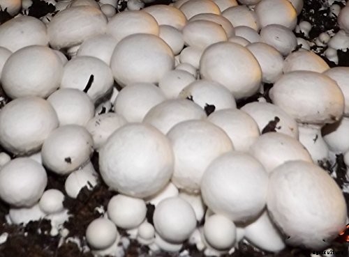 How to Plant & Grow Mushrooms: Complete Guide