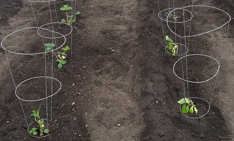 How to Plant & Grow Tomatoes: Complete Guide