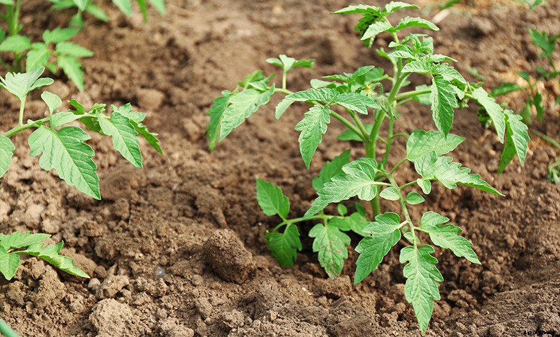 How to Plant & Grow Tomatoes: Complete Guide