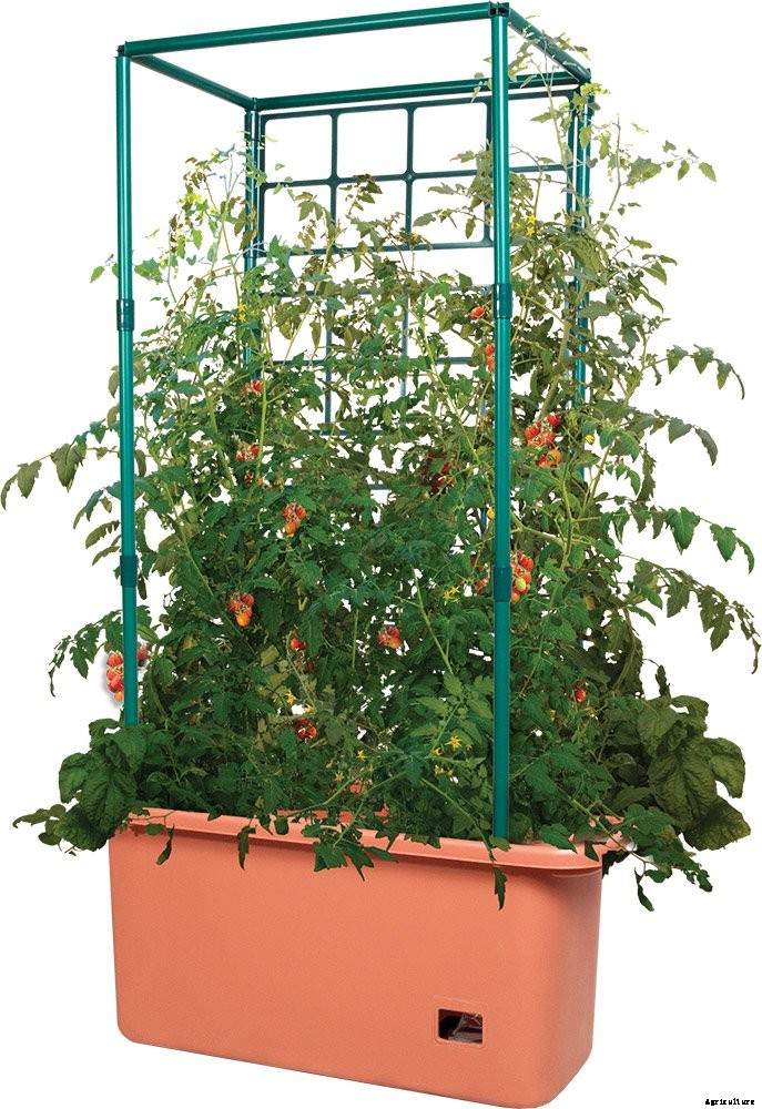 How to Plant & Grow Tomatoes: Complete Guide