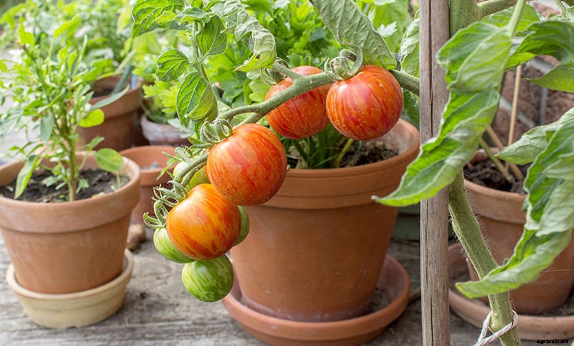How to Plant & Grow Tomatoes: Complete Guide
