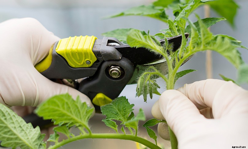 How to Plant & Grow Tomatoes: Complete Guide