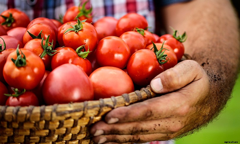 How to Plant & Grow Tomatoes: Complete Guide