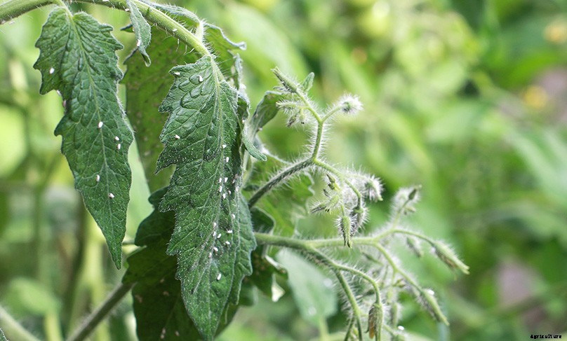 How to Plant & Grow Tomatoes: Complete Guide