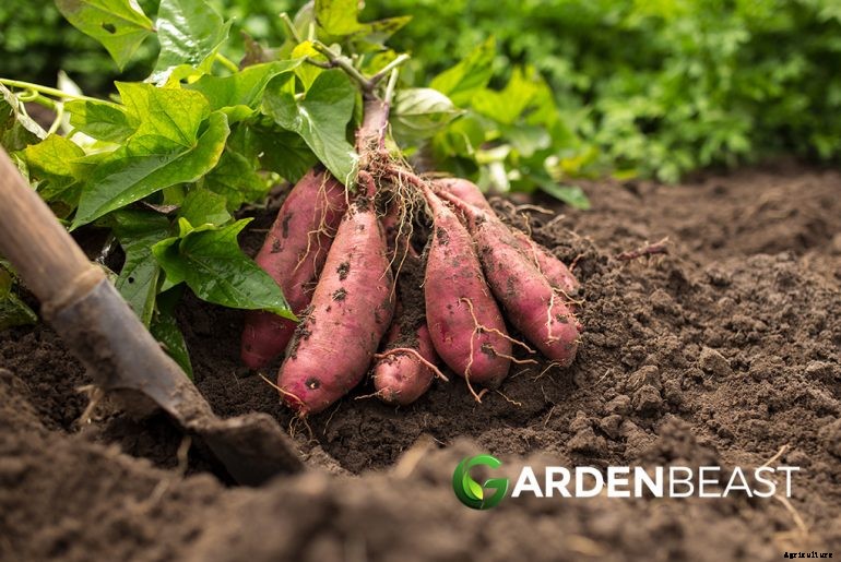 How to Plant & Grow Sweet Potatoes: Complete Guide