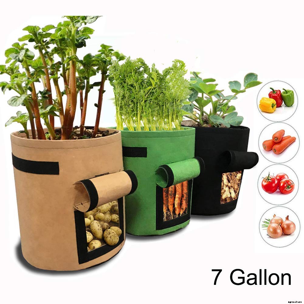 How to Plant & Grow Sweet Potatoes: Complete Guide