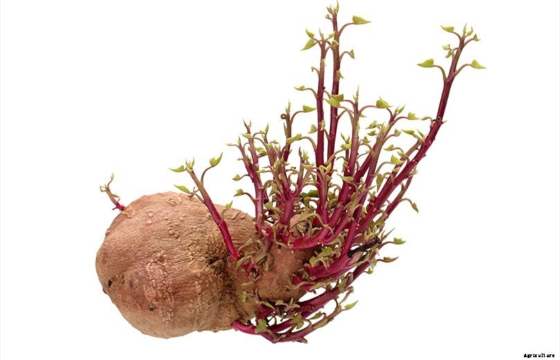 How to Plant & Grow Sweet Potatoes: Complete Guide