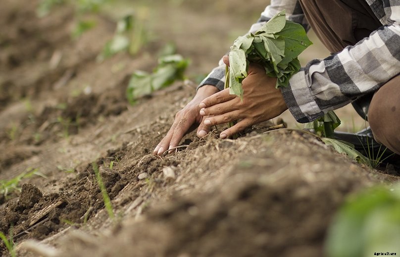 How to Plant & Grow Sweet Potatoes: Complete Guide