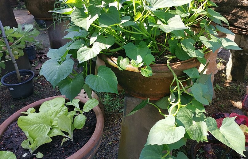 How to Plant & Grow Sweet Potatoes: Complete Guide