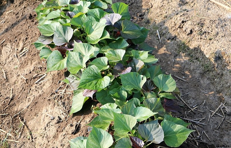 How to Plant & Grow Sweet Potatoes: Complete Guide