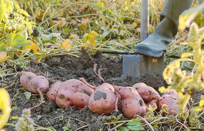 How to Plant & Grow Sweet Potatoes: Complete Guide