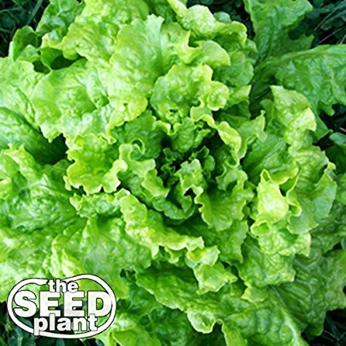 How to Plant & Grow Lettuce: Complete Guide