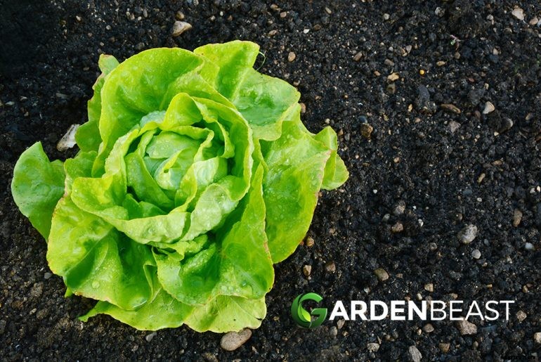 How to Plant & Grow Lettuce: Complete Guide