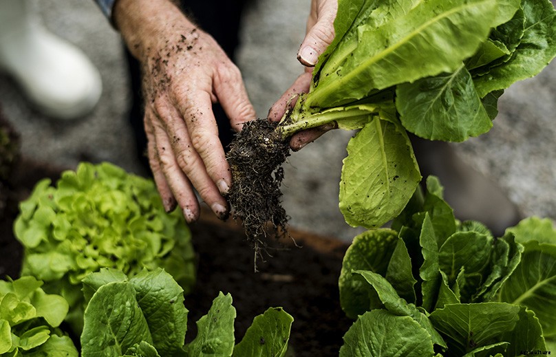 How to Plant & Grow Lettuce: Complete Guide
