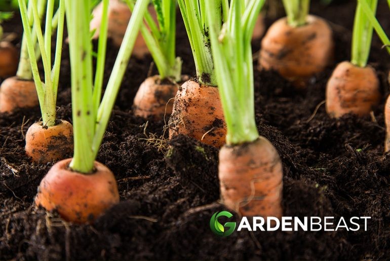 How to Plant & Grow Carrots: Complete Guide
