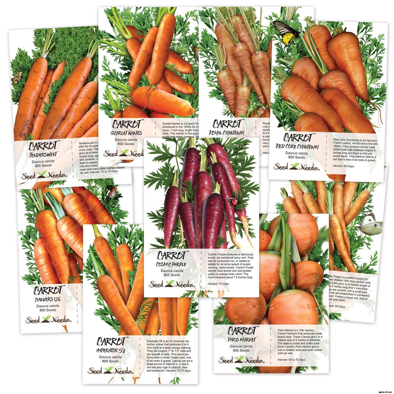 How to Plant & Grow Carrots: Complete Guide