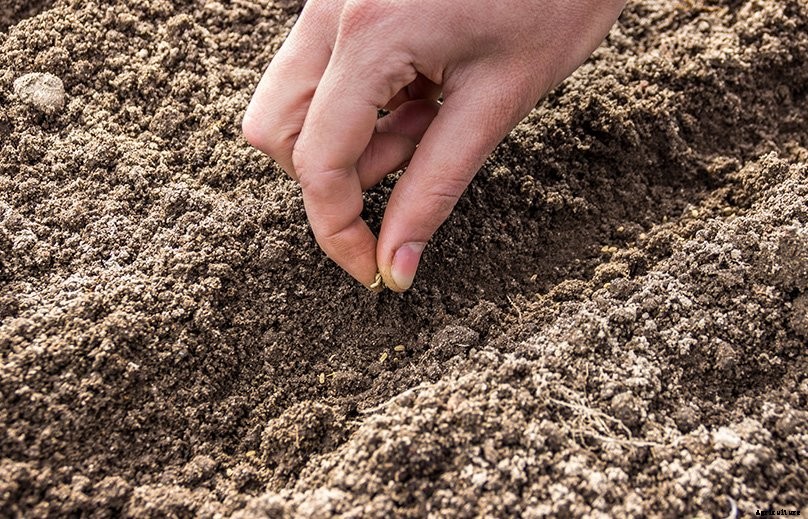 How to Plant & Grow Carrots: Complete Guide