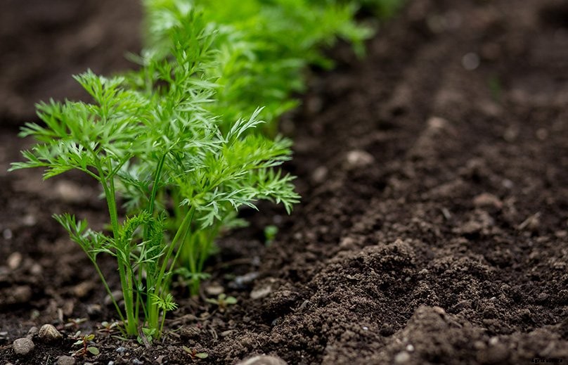 How to Plant & Grow Carrots: Complete Guide