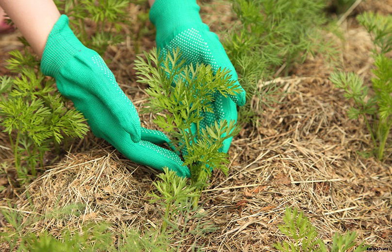 How to Plant & Grow Carrots: Complete Guide