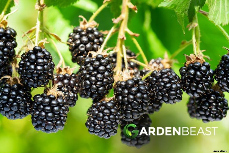 How to Plant & Grow Blackberries: Complete Guide