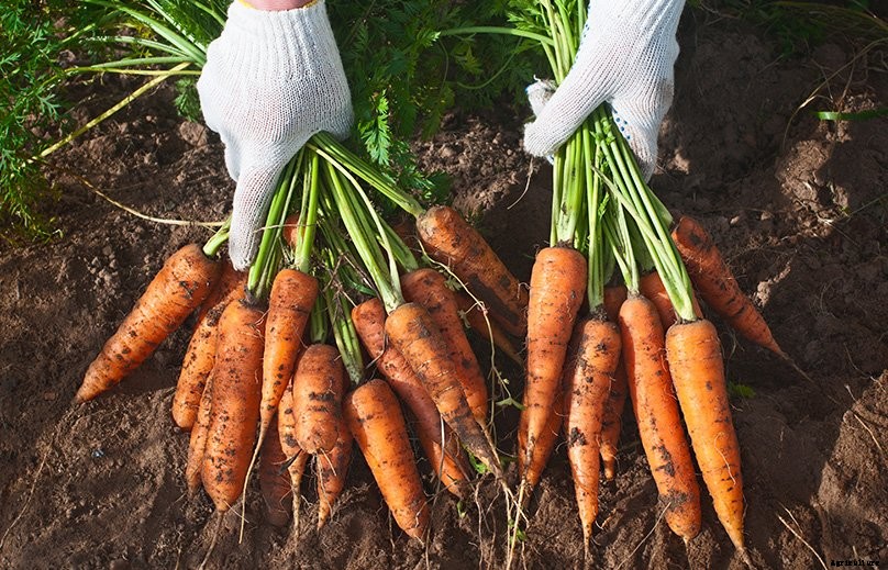 How to Plant & Grow Carrots: Complete Guide