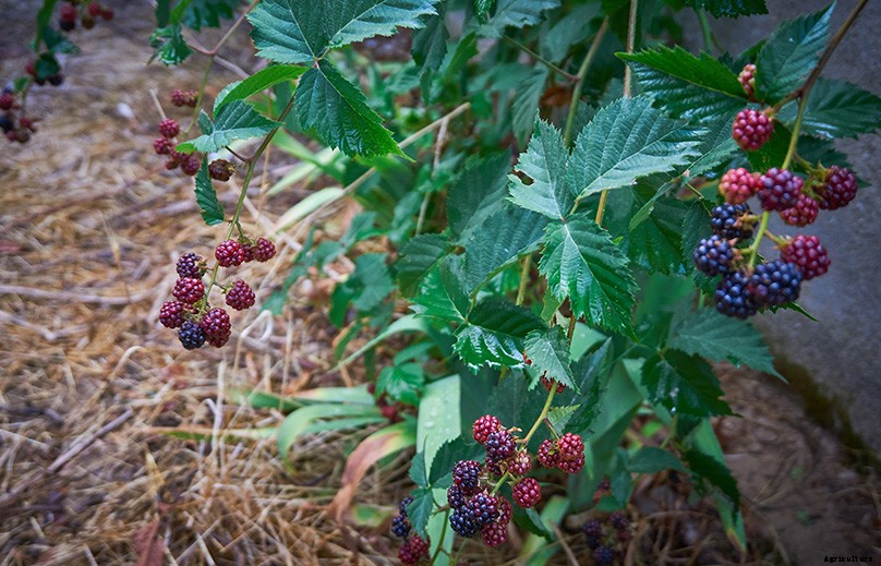 How to Plant & Grow Blackberries: Complete Guide