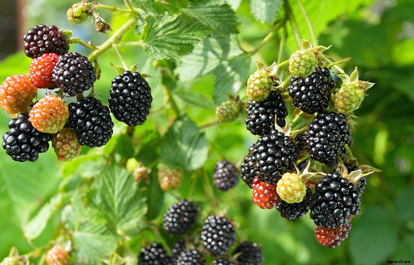 How to Plant & Grow Blackberries: Complete Guide