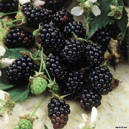 How to Plant & Grow Blackberries: Complete Guide