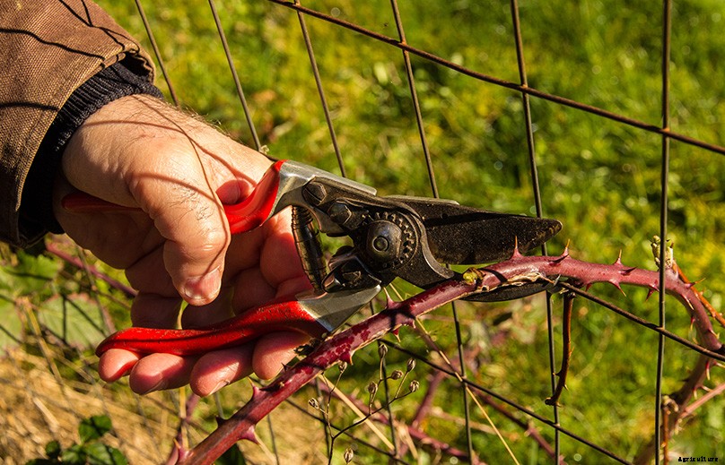 How to Plant & Grow Blackberries: Complete Guide