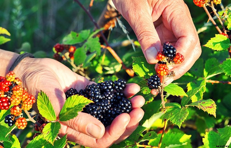 How to Plant & Grow Blackberries: Complete Guide