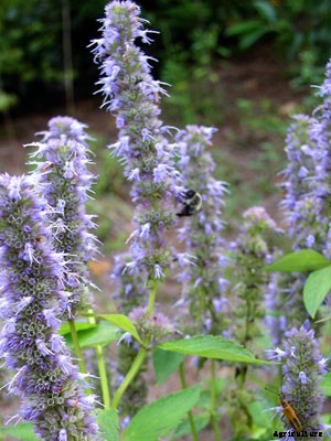 Agastache Growing Guide