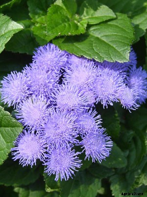 Ageratum Growing Guide