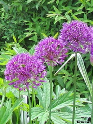 Allium (Ornamental) Growing Guide