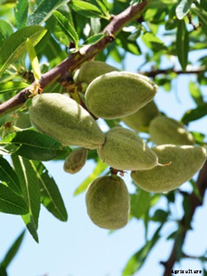 Almond Growing Guide