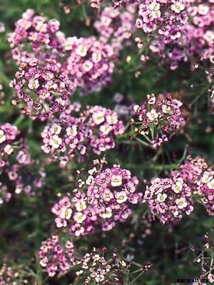 Alyssum Growing Guide