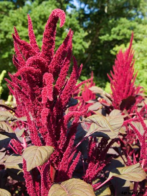 Amaranth (Grain) Growing Guide