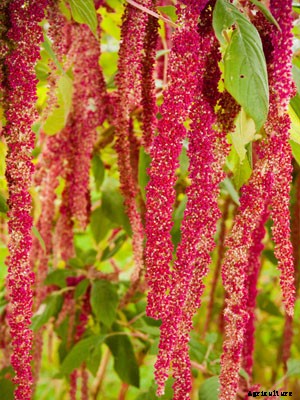 Amaranth (Ornamental) Growing Guide