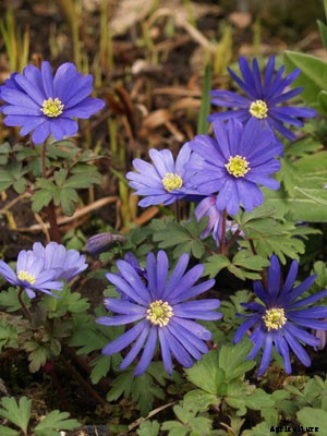 Anemone Growing Guide