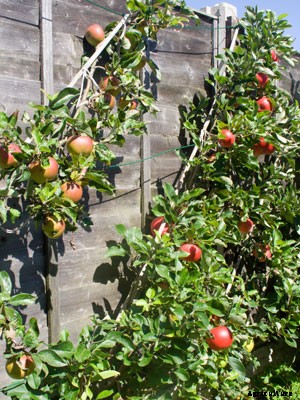 Apple (Cordon) Growing Guide