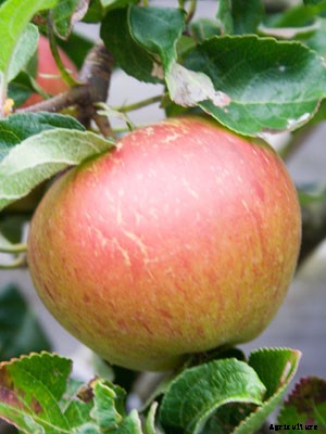 Apple (Dwarf) Growing Guide