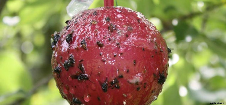 Apple (Espalier) Growing Guide